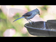 seed buster tray video