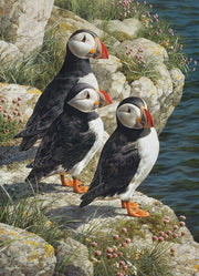picture of 3 puffins on a rocky cliff edge