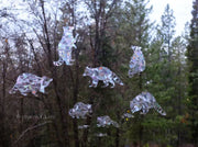 Raccoon Window Clings