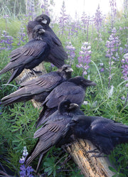 Raven Rendezvous 1000pc Puzzle image