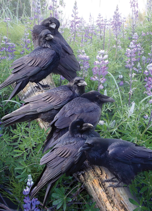 Raven Rendezvous 1000pc Puzzle image