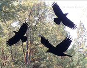 Raven Window Clings