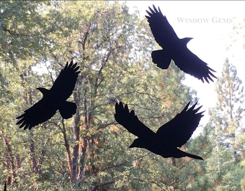 Prism Raven Bird Decals - Keep birds away from your windows — Nature Niche