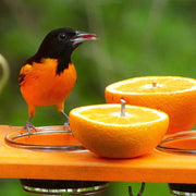 Recycled Oriole Bird Feeder for Oranges and Jelly
Feeder in use by male oriole