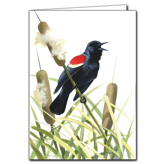 Sibley's Red-Winged Blackbird