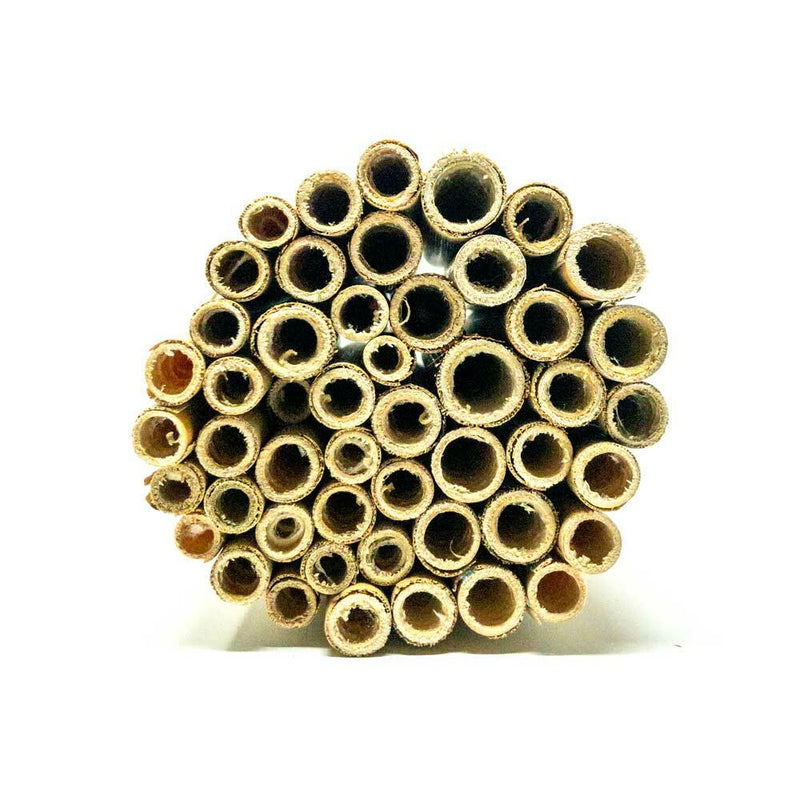 Summer Natural Reeds for Leafcutter Bees 6 mm 
closeup