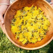 Rhubarb with Dandelion & Honey Botanical Jam
Fresh Dandelions