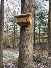 Roomy Roost Box - Western Red Cedar
installed on a tree