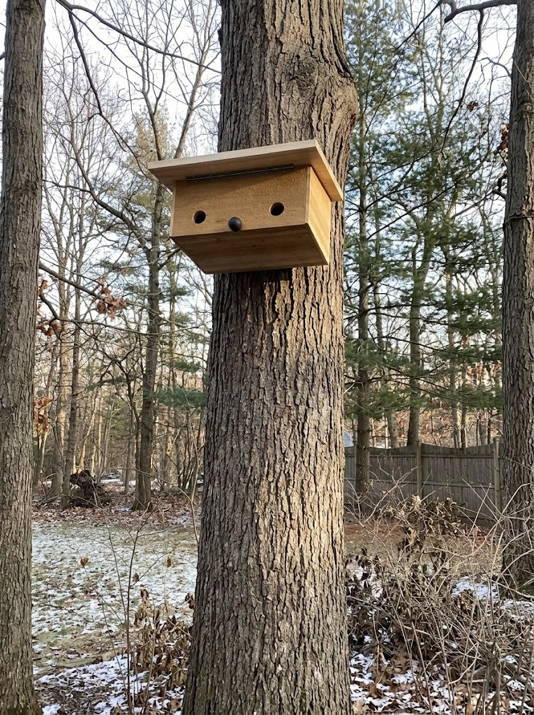 Roomy Roost Box - Western Red Cedar
installed on a tree