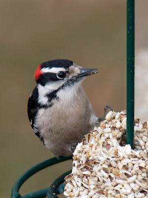 Cardinal Café Cylinder Feeder Bundle
EZFeeder with Downy Woodpecker