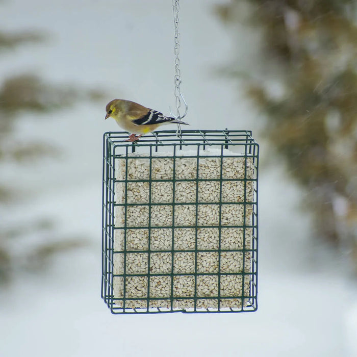 Safflower Seed Cake - Large in cage