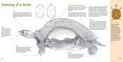 Saving Turtles: A Kids' Guide to Helping Endangered Creatures sample page