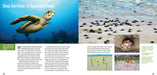 Saving Turtles: A Kids' Guide to Helping Endangered Creatures sample page