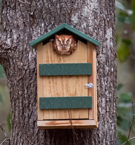 Screech Owl House in use