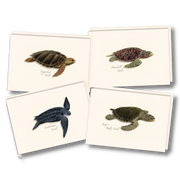 Sea Turtle Assortment Notecard Boxed Set of 8
