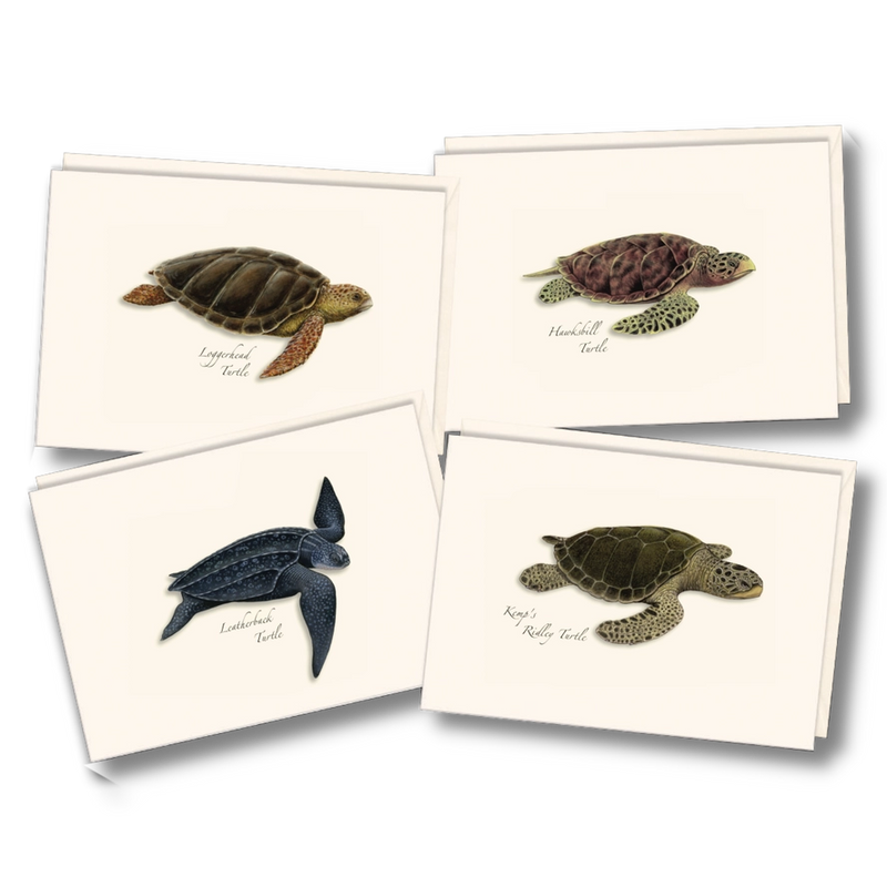 Sea Turtle Assortment Notecard Boxed Set of 8