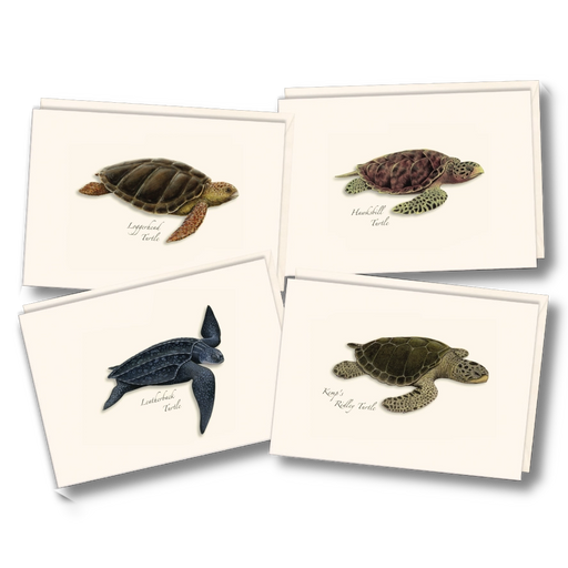 Sea Turtle Assortment Notecard Boxed Set of 8