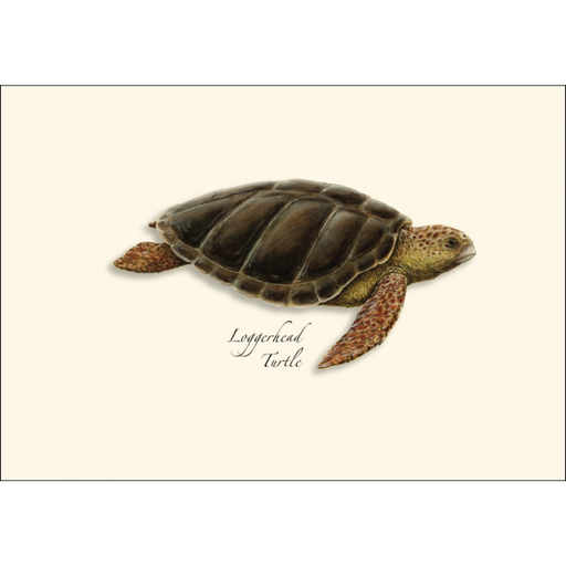 Sea Turtle Assortment Notecard Boxed Set of 8
Loggerhead turtle
