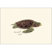 Sea Turtle Assortment Notecard Boxed Set of 8
Hawkbill Turtle
