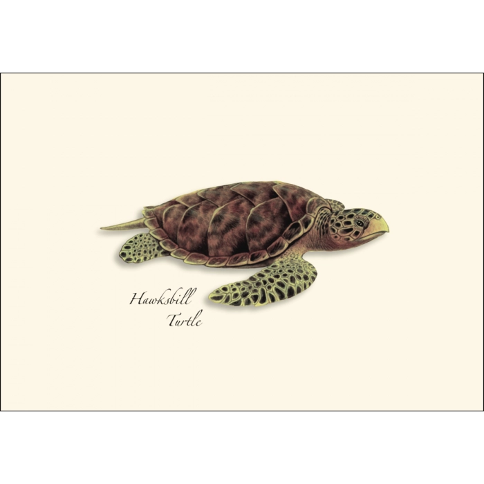Sea Turtle Assortment Notecard Boxed Set of 8
Hawkbill Turtle