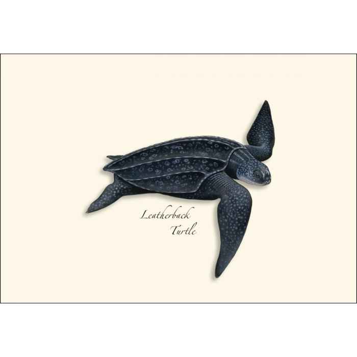 Sea Turtle Assortment Notecard Boxed Set of 8
Leatherback Turtle
