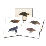 Sea Turtle Assortment Notecard Boxed Set of 8