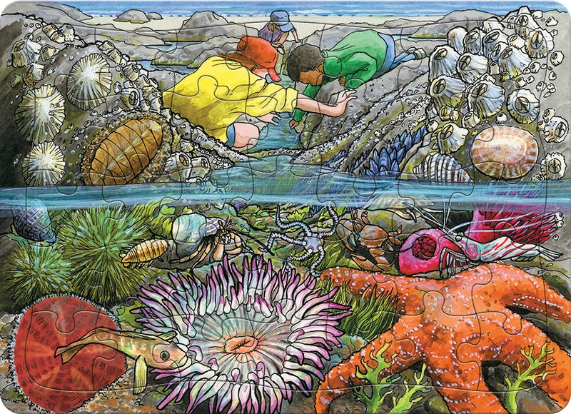 Exploring the Seashore Tray Puzzle