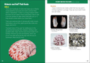 Atlantic and Gulf Field Guide with shell illustrations and descriptions