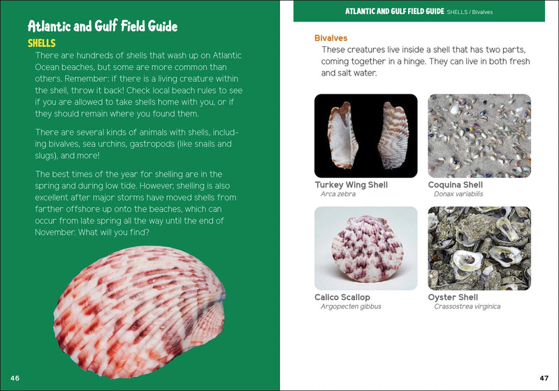 Atlantic and Gulf Field Guide with shell illustrations and descriptions
