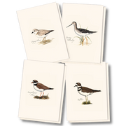Shorebird Assortment Notecard Boxed Set of 8