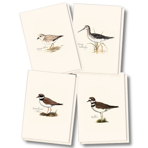 Shorebird Assortment Notecard Boxed Set of 8