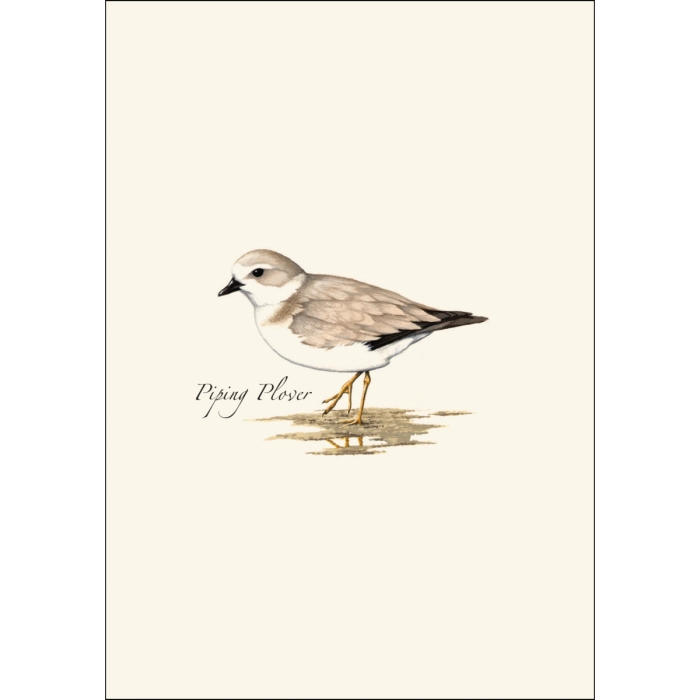 Shorebird Assortment Notecard Boxed Set of 8
piping plover