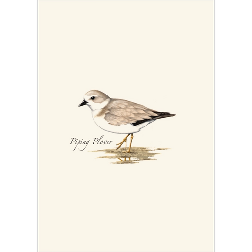 Shorebird Assortment Notecard Boxed Set of 8
piping plover