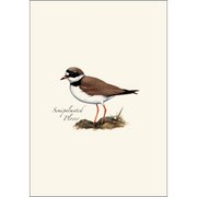 Shorebird Assortment Notecard Boxed Set of 8
semipalmated plover
