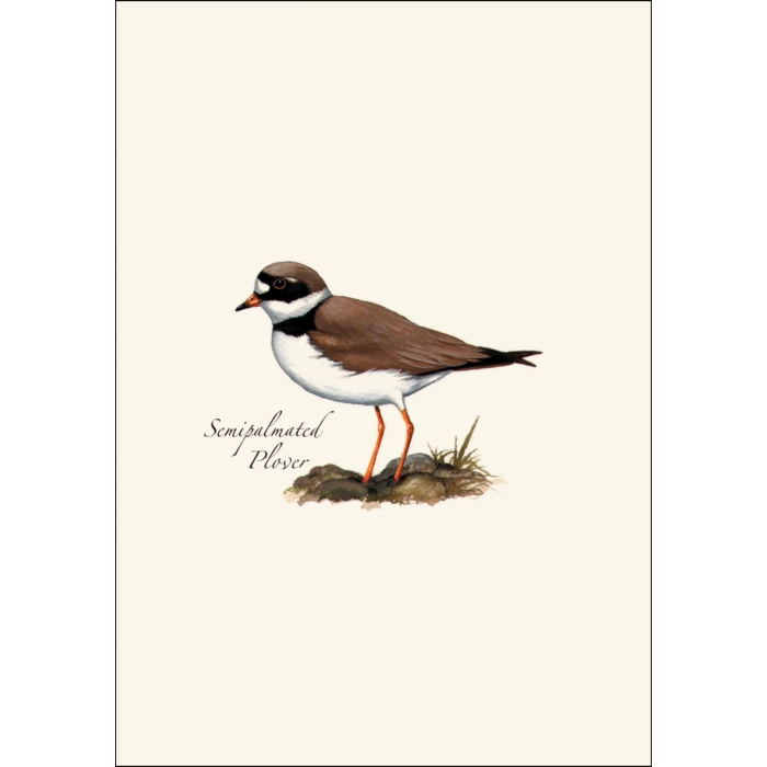 Shorebird Assortment Notecard Boxed Set of 8
semipalmated plover