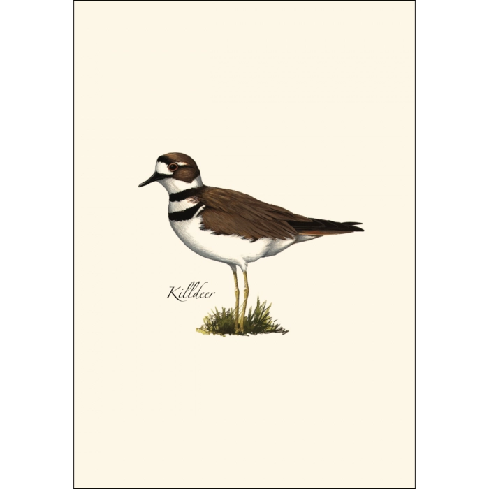 Shorebird Assortment Notecard Boxed Set of 8
killdeer