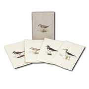 Shorebird Assortment Notecard Boxed Set of 8