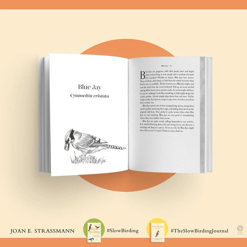 The Slow Birding Journal
information about blue jays