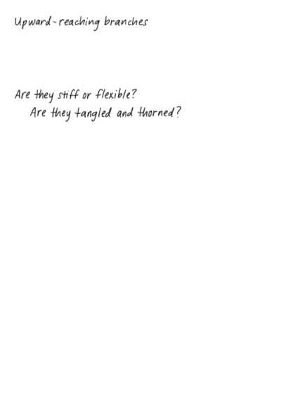 noticing prompt about tree branches