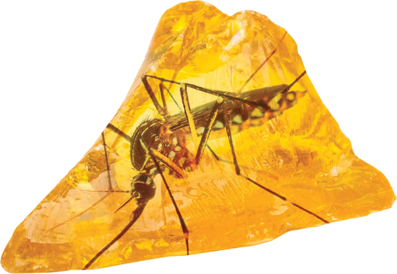 Smithsonian Amber Dig
mosquito in amber