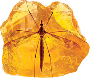 Smithsonian Amber Dig
insect in amber