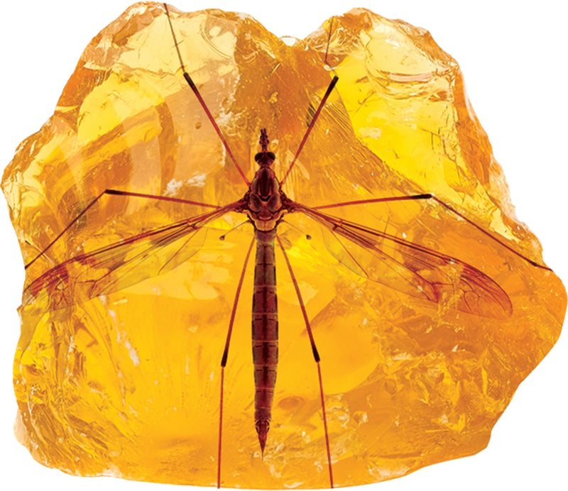 Smithsonian Amber Dig
insect in amber