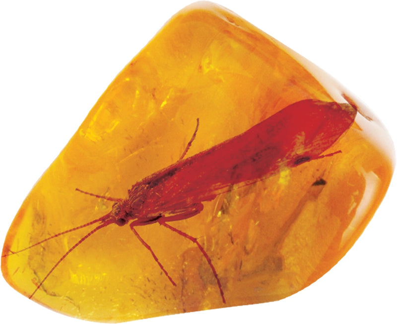 Smithsonian Amber Dig
insect in amber