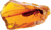 Smithsonian Amber Dig
insect in amber