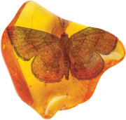 Smithsonian Amber Dig
moth in amber