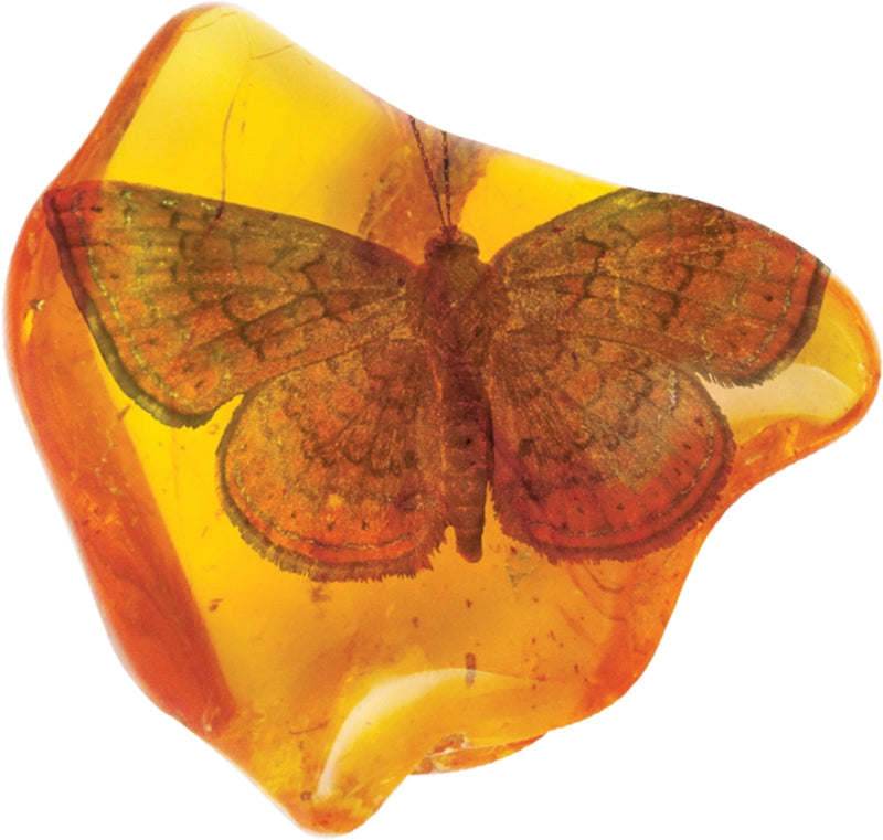 Smithsonian Amber Dig
moth in amber