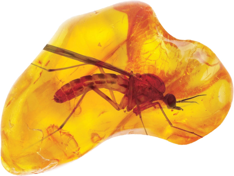 Smithsonian Amber Dig
insect in amber