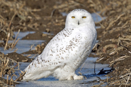 Snowy Owl Assortment Notecards - Set of 8