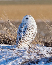 Snowy Owl Assortment Notecards - Set of 8