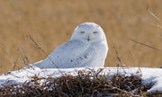 Snowy Owl Assortment Notecards - Set of 8